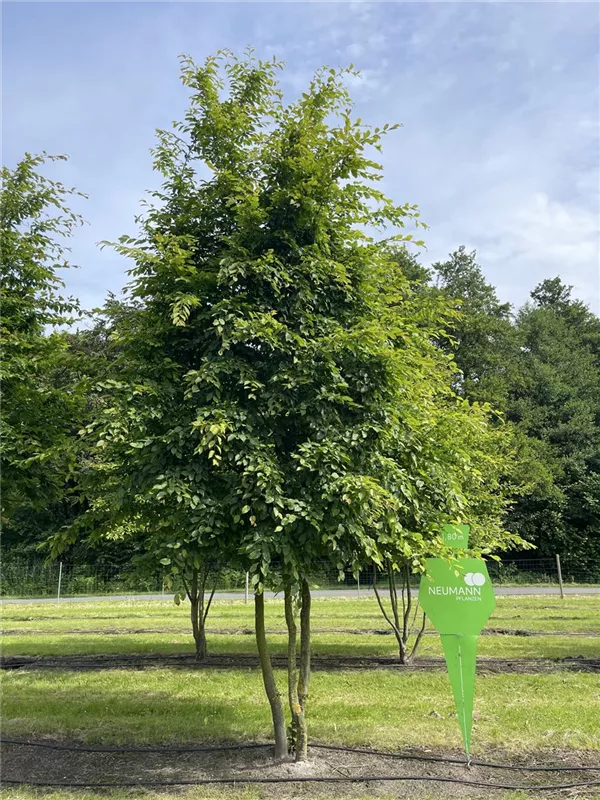 Carpinus betulus
