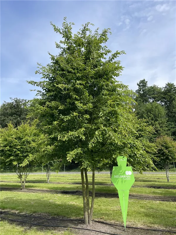 Carpinus betulus