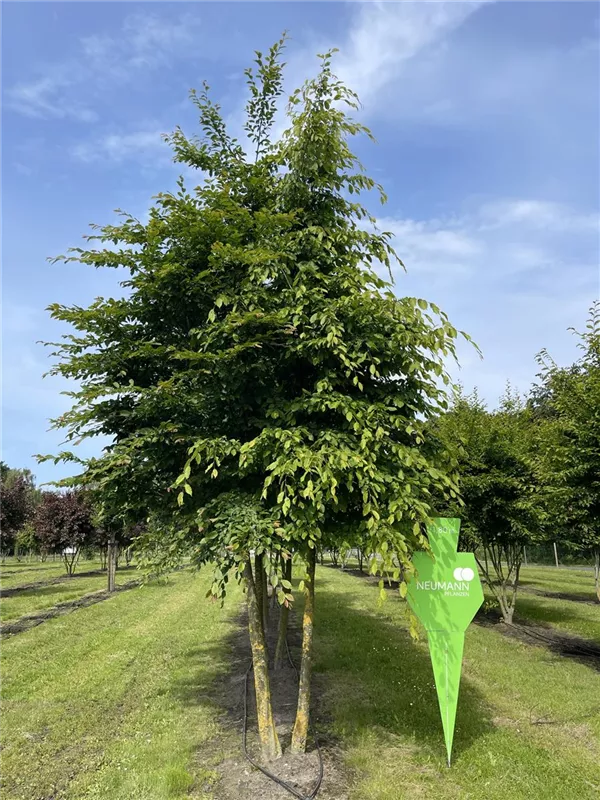 Carpinus betulus