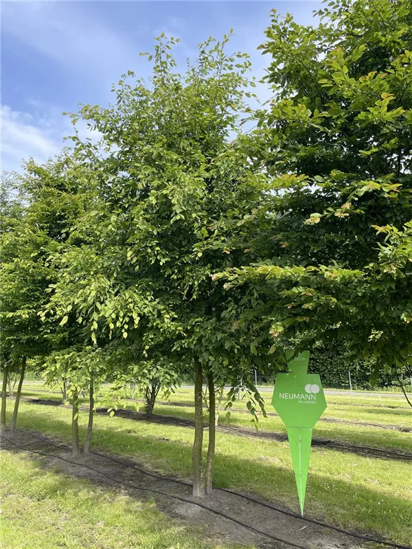 Carpinus betulus