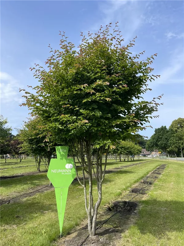 Parrotia persica 'Vanessa'
