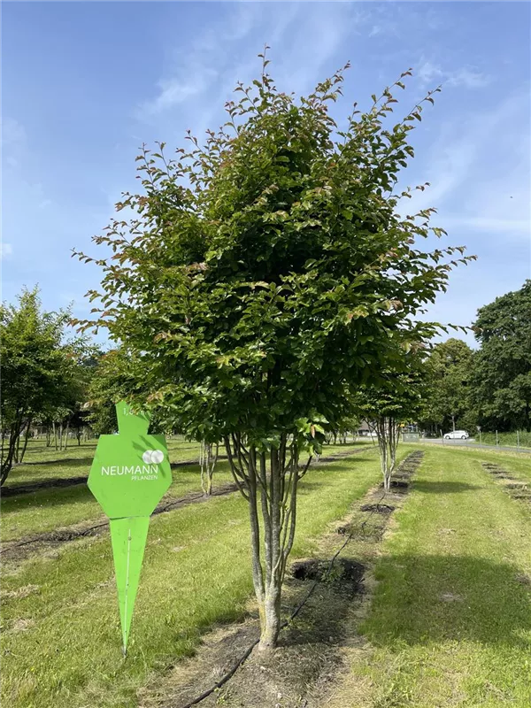 Parrotia persica 'Vanessa'