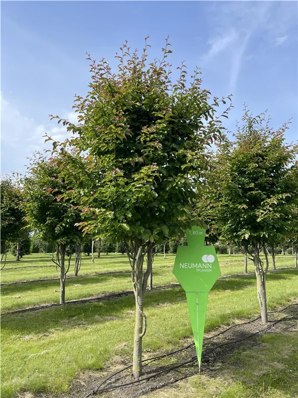 Parrotia persica 'Jodrell Bank'