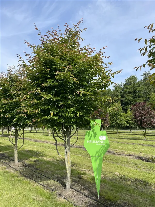 Parrotia persica 'Jodrell Bank'