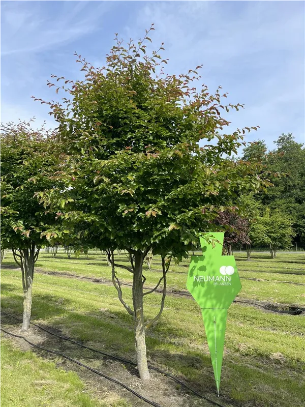 Parrotia persica 'Jodrell Bank'