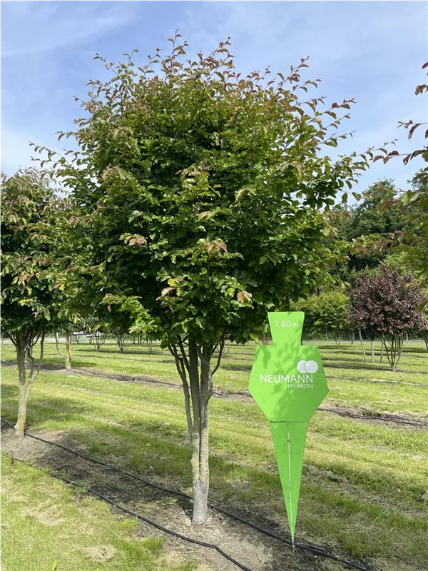 Parrotia persica 'Jodrell Bank'