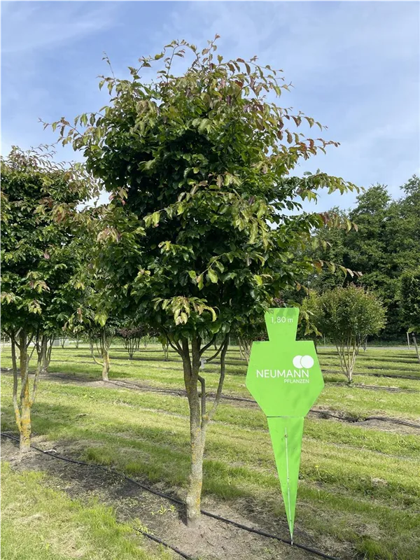 Parrotia persica 'Jodrell Bank'