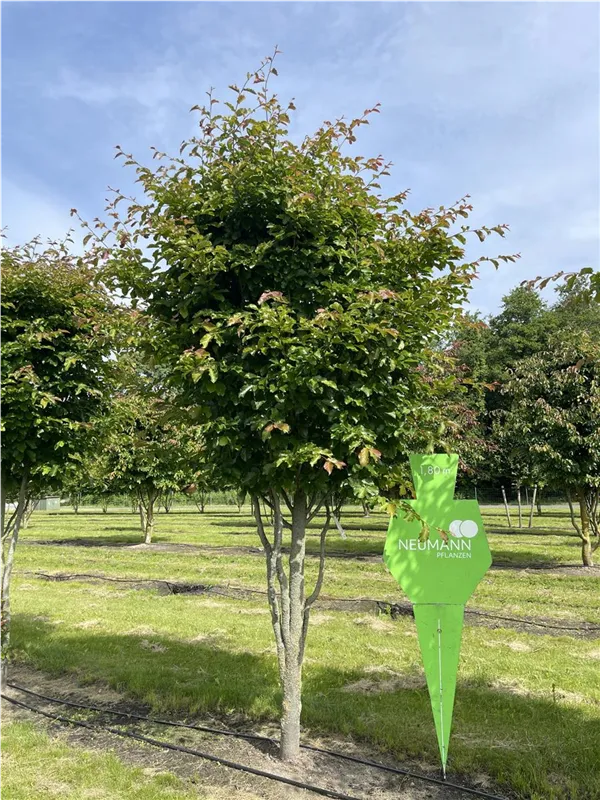 Parrotia persica 'Jodrell Bank'