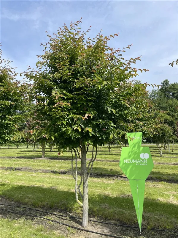 Parrotia persica 'Jodrell Bank'