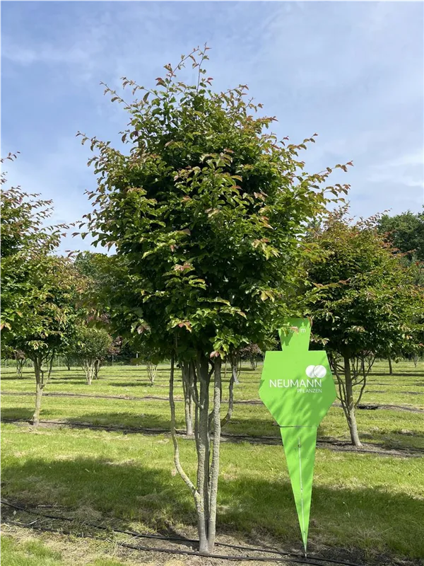 Parrotia persica 'Jodrell Bank'