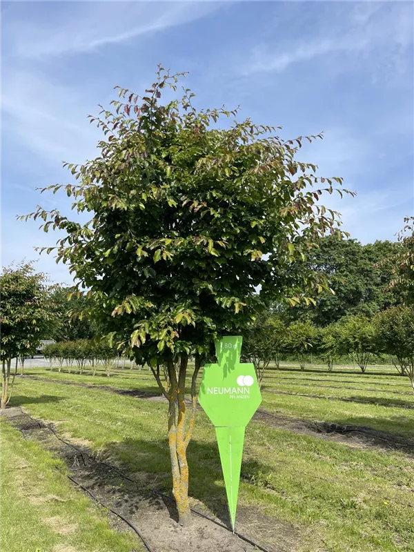 Parrotia persica 'Vanessa'
