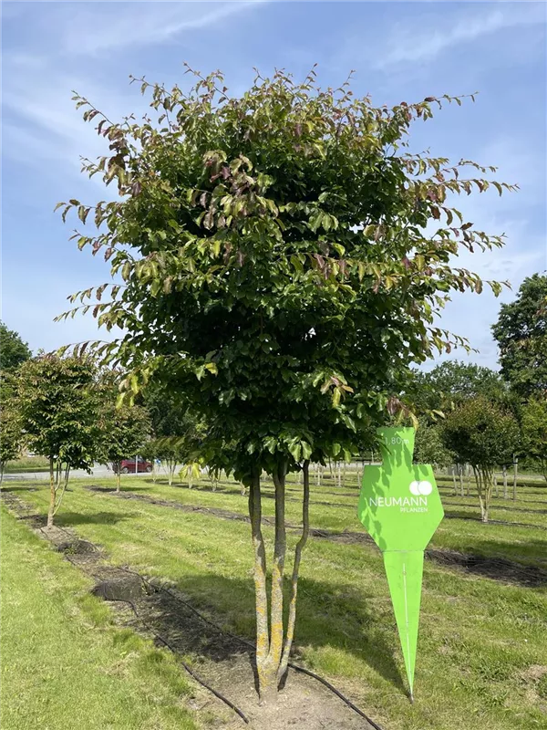 Parrotia persica 'Vanessa'