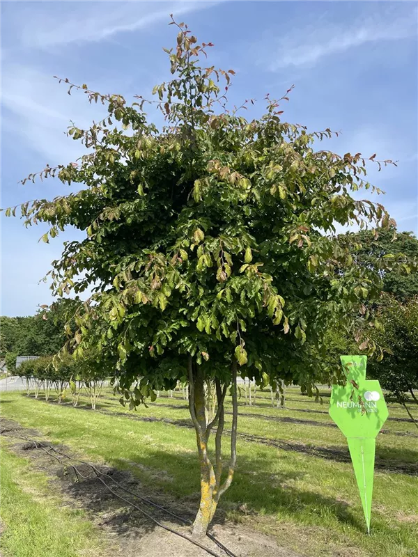 Parrotia persica 'Vanessa'