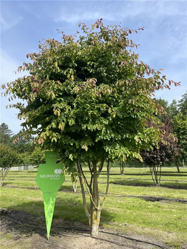 Parrotia persica 'Vanessa'