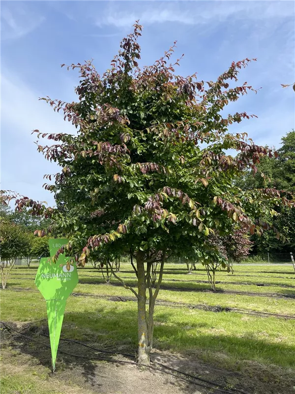 Parrotia persica 'Vanessa'