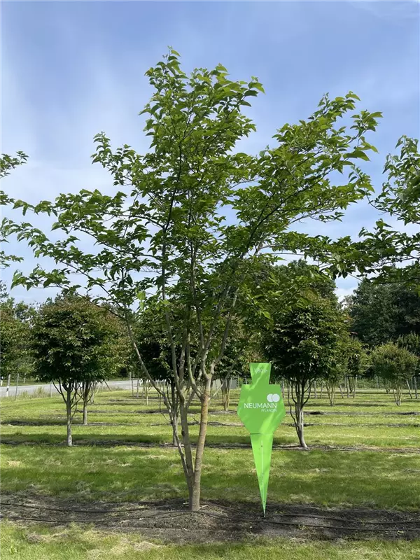 Morus alba 'Fruitless'