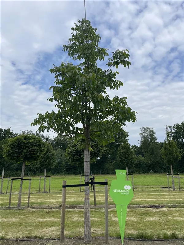 Juglans regia