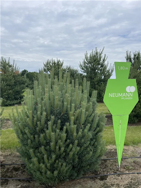 Pinus sylvestris 'Watereri'