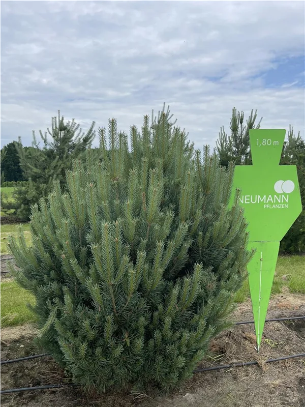Pinus sylvestris 'Watereri'