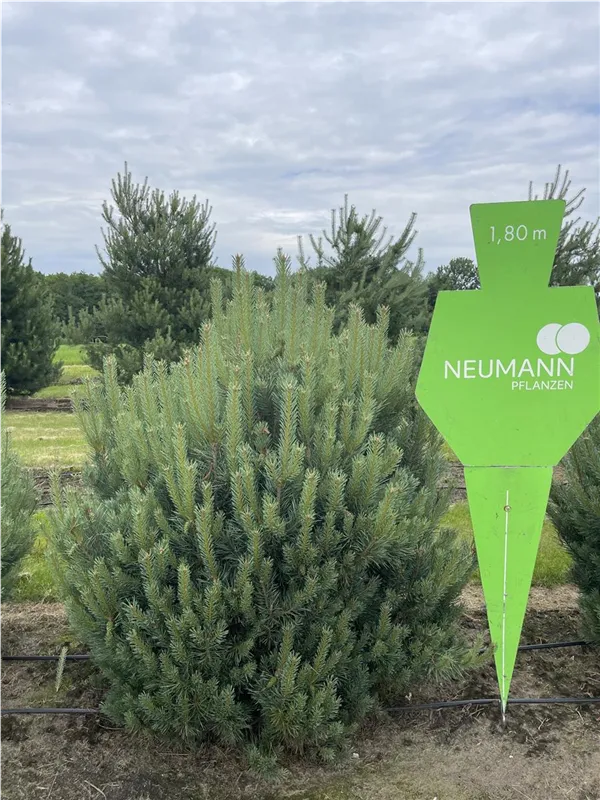 Pinus sylvestris 'Watereri'