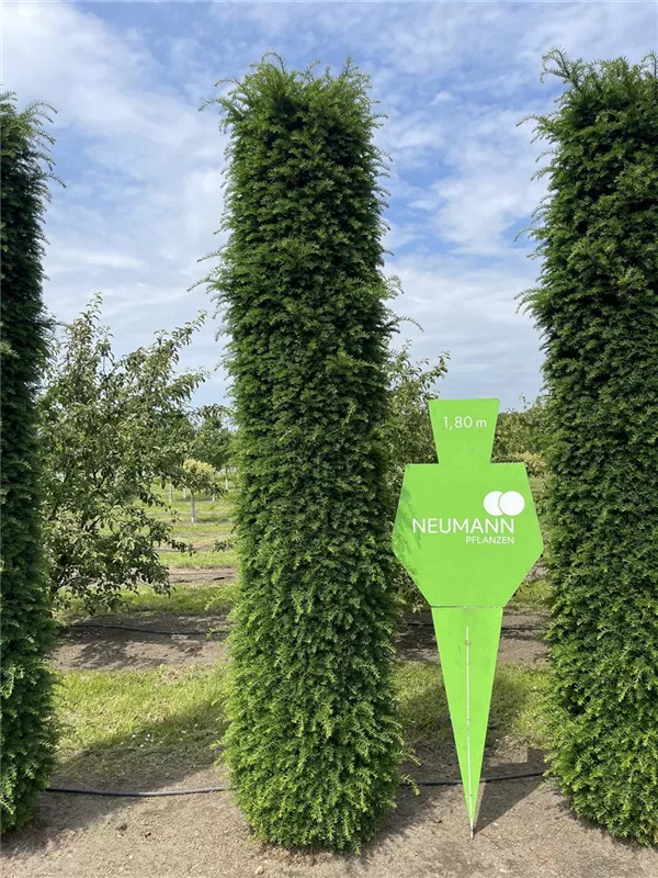 Taxus baccata 'Höpken's Gigant'
