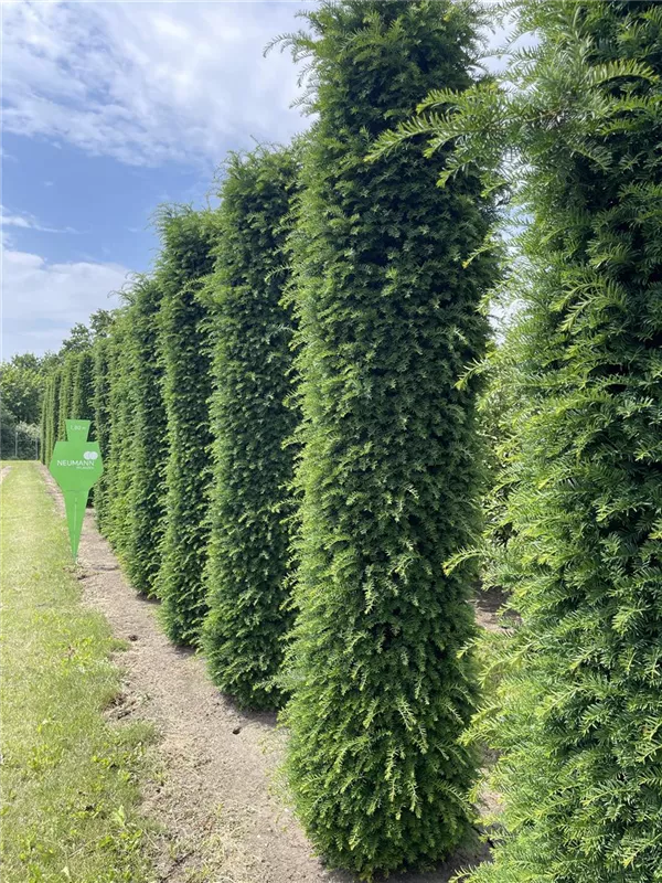 Taxus baccata 'Höpken's Gigant'