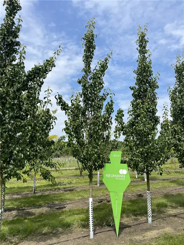 Pyrus com.'Gellerts Butterbirne' CAC