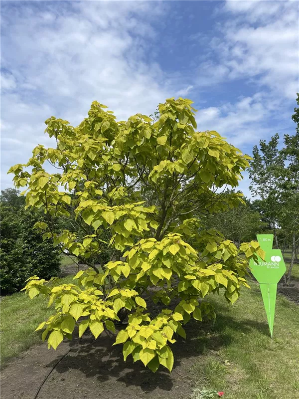 Catalpa bignonioides 'Aurea'