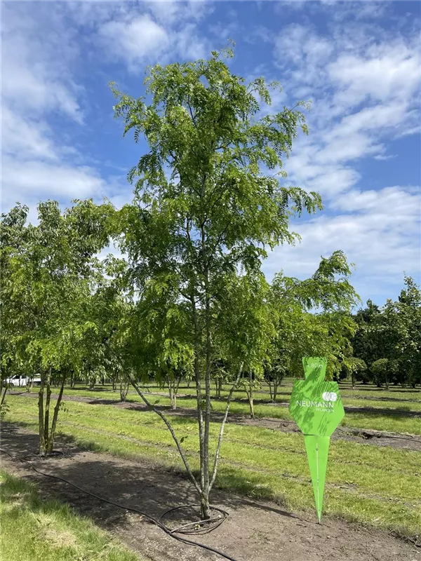 Gleditsia triacanthos 'Skyline'