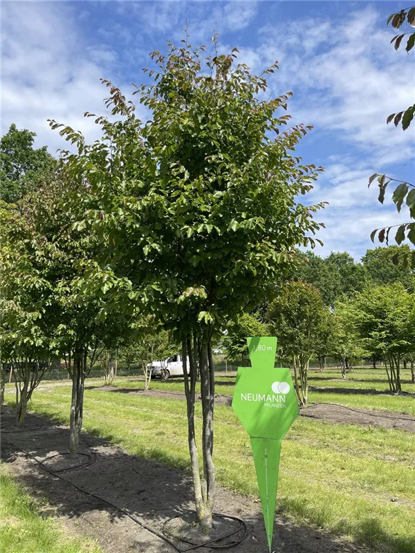 Parrotia persica 'Vanessa'