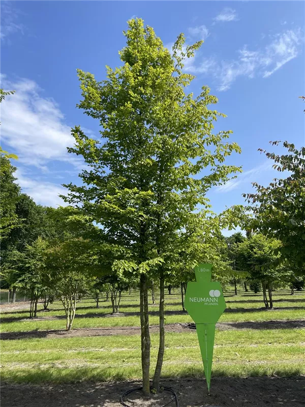 Carpinus betulus