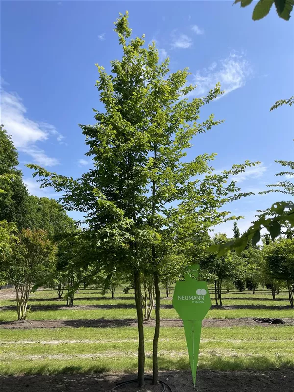 Carpinus betulus