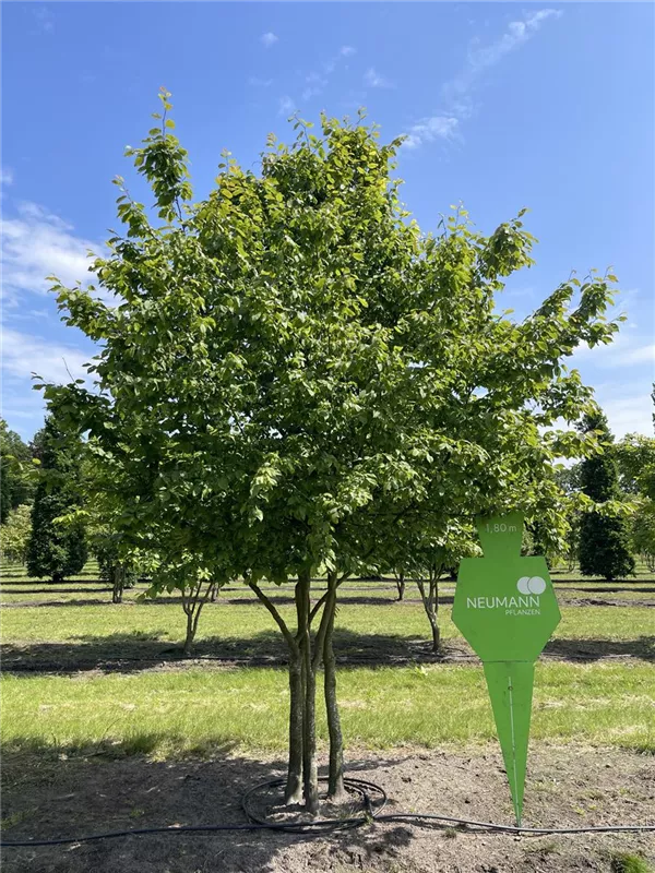 Carpinus betulus
