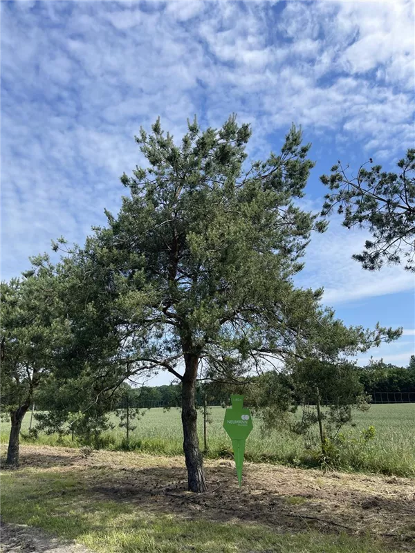 Pinus sylvestris