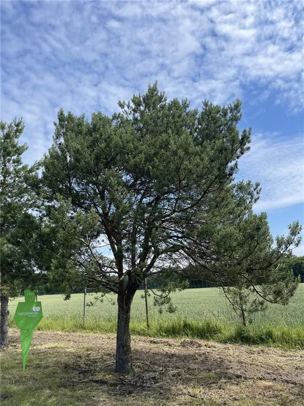Pinus sylvestris