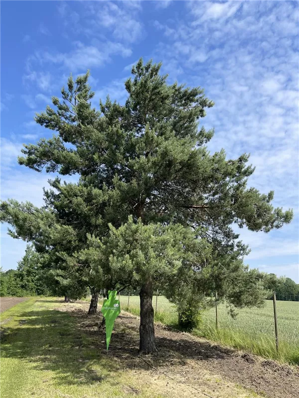 Pinus sylvestris