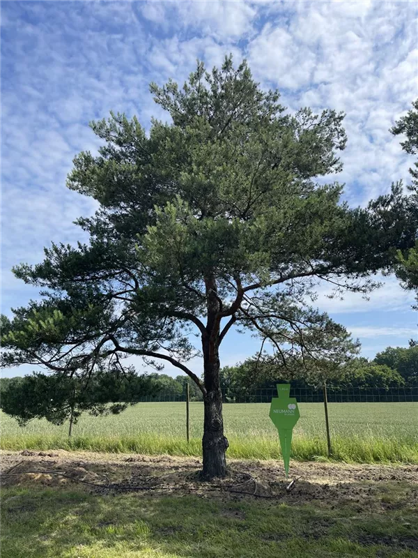 Pinus sylvestris
