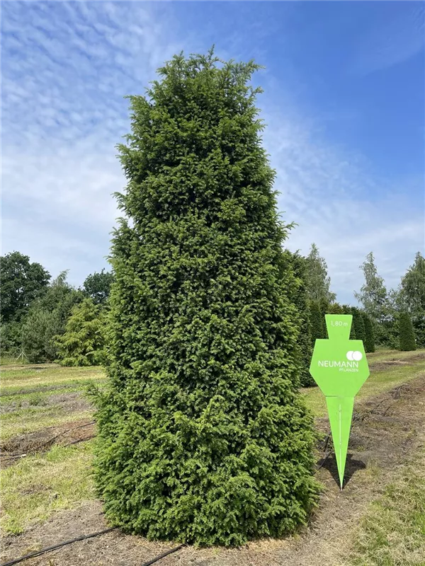 Taxus baccata 'Höpken's Gigant'