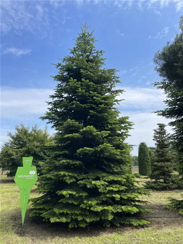 Abies nordmanniana