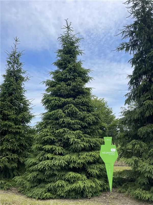 Picea abies