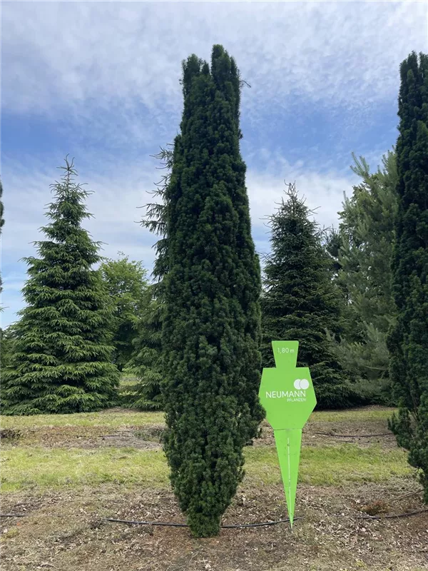 Taxus baccata 'Fastigiata Robusta'