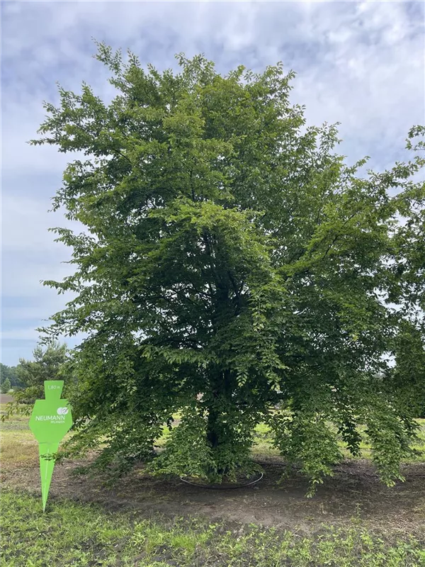 Carpinus betulus