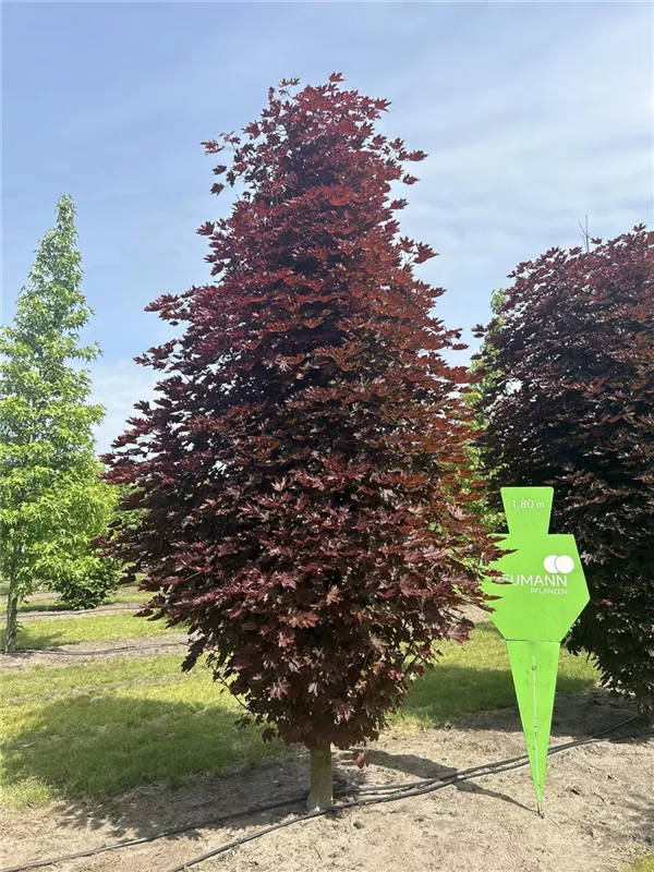 Acer platanoides 'Crimson Sentry'
