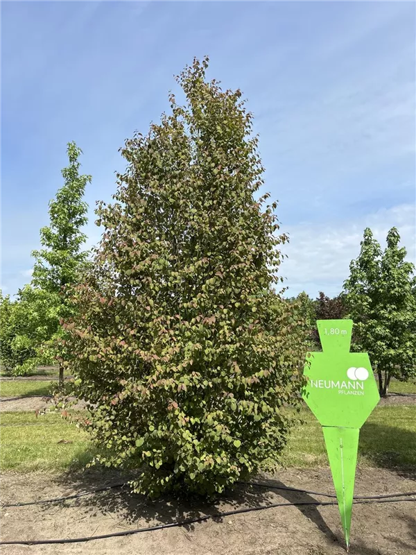 Cercidiphyllum japonicum