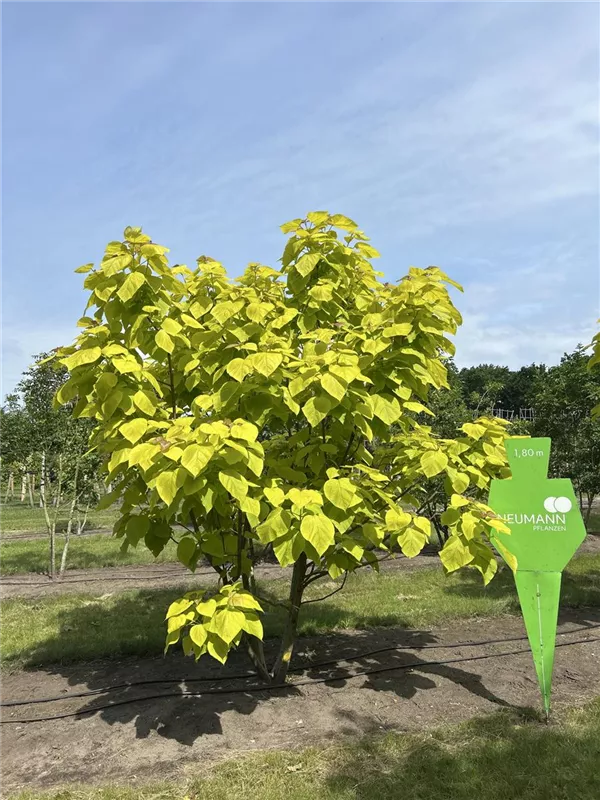 Catalpa bignonioides 'Aurea'