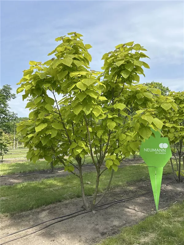 Catalpa bignonioides 'Aurea'