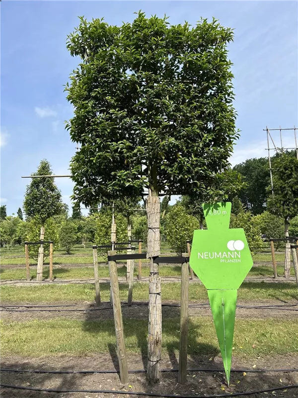 Prunus lusitanica 'Angustifolia'