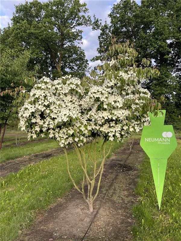 Cornus kousa chinensis