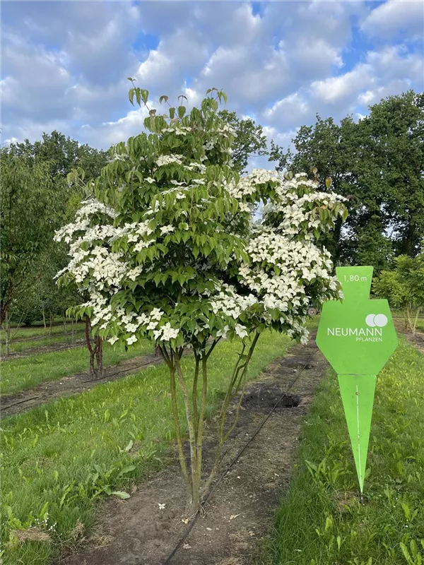 Cornus kousa chinensis