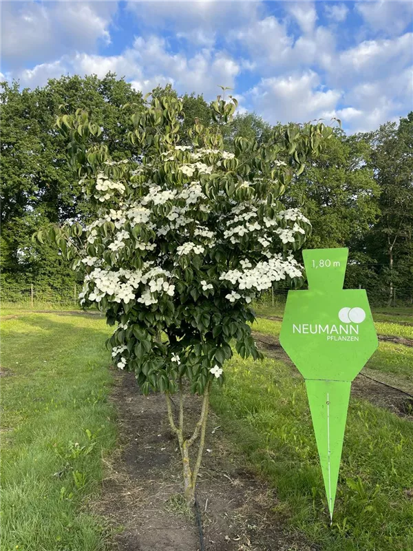 Cornus kousa chinensis